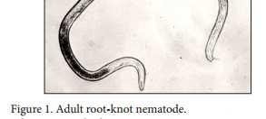 Nematodes Nematodes are simple, multi-cellular organisms.