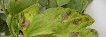 Signs and Symptoms Typical root symptoms indicating nematode attack are root knots or galls,