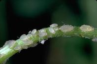 Aphids n In the low desert region of southern California and Arizona, spotted