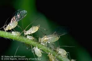 n Considerable progress has been made toward the control of the aphid pests via
