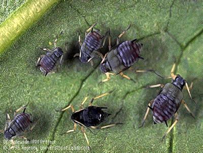 n Cowpea aphid is the only aphid in alfalfa that is black.