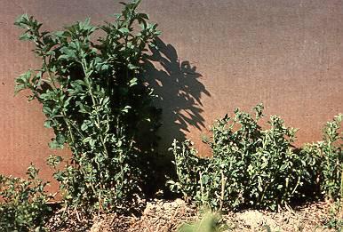 APHID-RESISTANT VARIETIES n Severe aphid infestations retard growth, reduce yield, and may even kill plants. n Damage can also reduce the alfalfa's feed value.