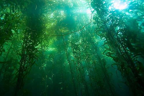 Science Focus: Threats to Kelp Forests Kelp forests: biologically diverse marine habitat