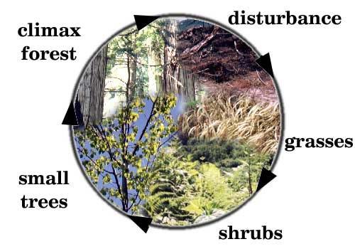Communities and Ecosystems Change over Time: Ecological Succession