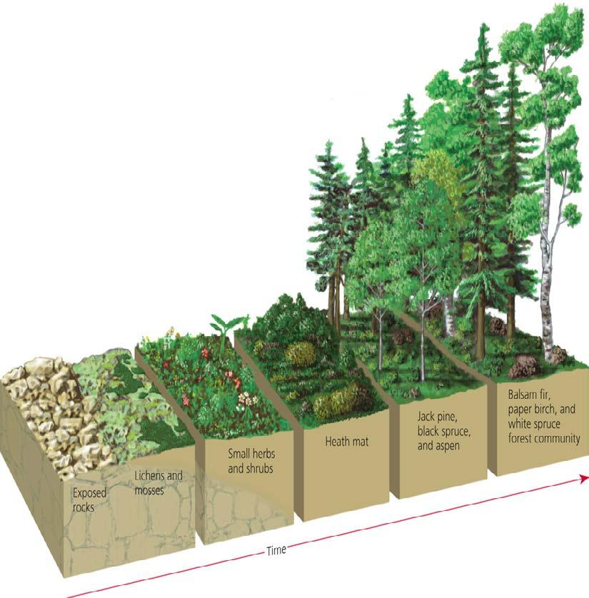 Some Ecosystems Start from Scratch: No soil in a terrestrial system Primary Succession No bottom sediment in an