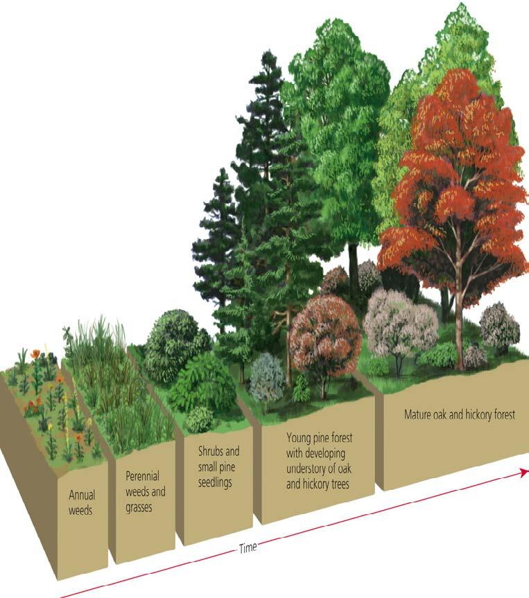 Some Ecosystems Do Not Have to Start from Scratch: Secondary Succession Some soil remains in a