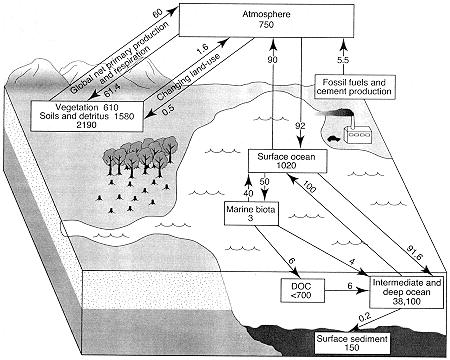 The Carbon Cycle http://www.