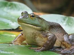 Pond Design Sizing - Pond should be sized to meet your water needs for storage of up to 180 days - Pond should be able to be drained should invasive bullfrogs