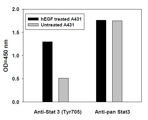 B. Recombinant Human EGF Stimulation of A431 Cell Lines A431 cells were untreated or treated with 100 ng/ml recombinant