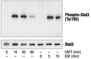 2 of 5 11/1/2013 10:25 PM corresponding tyrosine residue, but has been shown to cross-react with Phospho-EGFR.