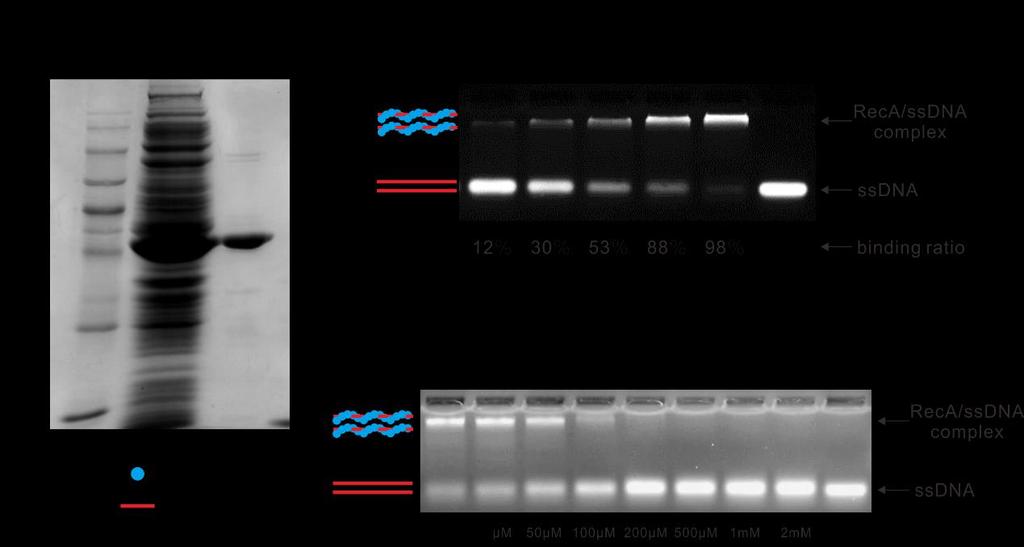 Supplementary Figures Figure S1. (A) Expression of RecA of E. coli and analyzed on SDS-PAGE gel. After induced by 1 mm IPTG, 1.