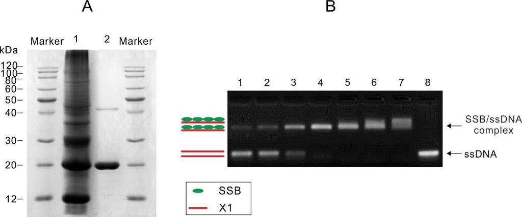 Figure S3. Expression of SSB of E. coli and verification of its activity of binding ssdna oligonucleotides. (A) After induced by 1 mm IPTG, 1.