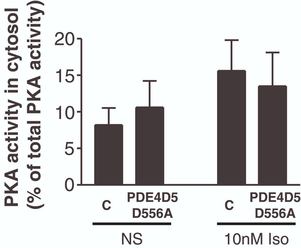 #1074683s 5 (S2), Effect of PDE4D5(D556A) expression on cytosolic PKA activity. Cells were treated in an identical manner to those in Fig.
