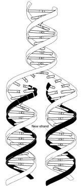 19. Look at the following molecule of DNA. Transcribe DNA into mrna strand and translate it into a protein. Also include the processes that are taking place at each of these steps.