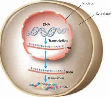 b. RNA STRUCTURE AND FUNCTION Like DNA, RNA is a nucleic acid made of nucleotides However as shown below RNA differs from DNA in four basic ways a.