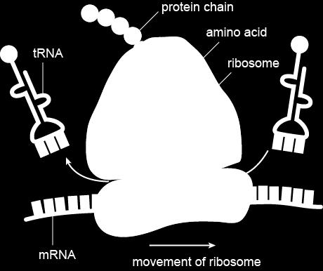 3. trna a. transfer RNA i. transfers amino acids to the ribosome to make a protein c.