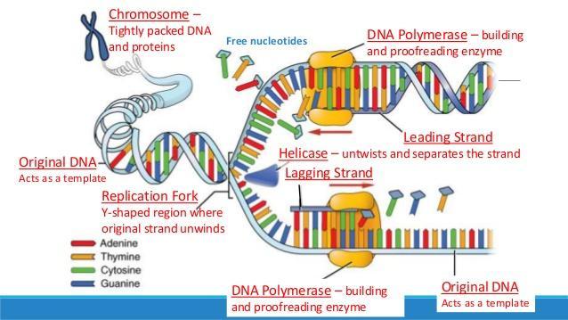 3. Each strand contains 1 old DNA strand and 1 new DNA strand. a. This is known as semi-conservative replication because each new DNA has CONSERVED one of the 2 original DNA strands. 2. Action at the Replication Fork i.