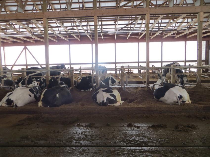 Animal health: Cow preparation at milking is cruicial as well as cow hygiene.