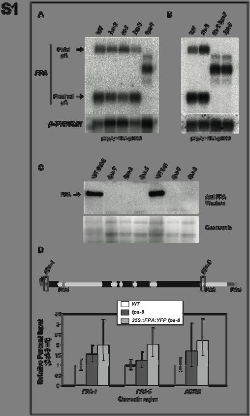Developmental Cell 18 Supplemental Information The Spen Family Protein FPA Controls Alternative Cleavage and