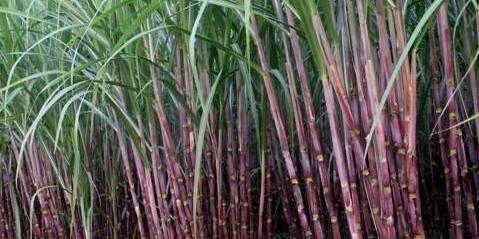 PART - I Water requirement for sugarcane production Water requirement for sugarcane production & sugar