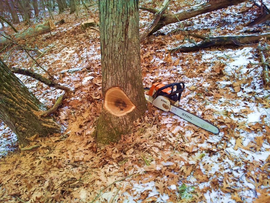 The Nuts & Bolts of Tree Felling { Basic felling, safety, and