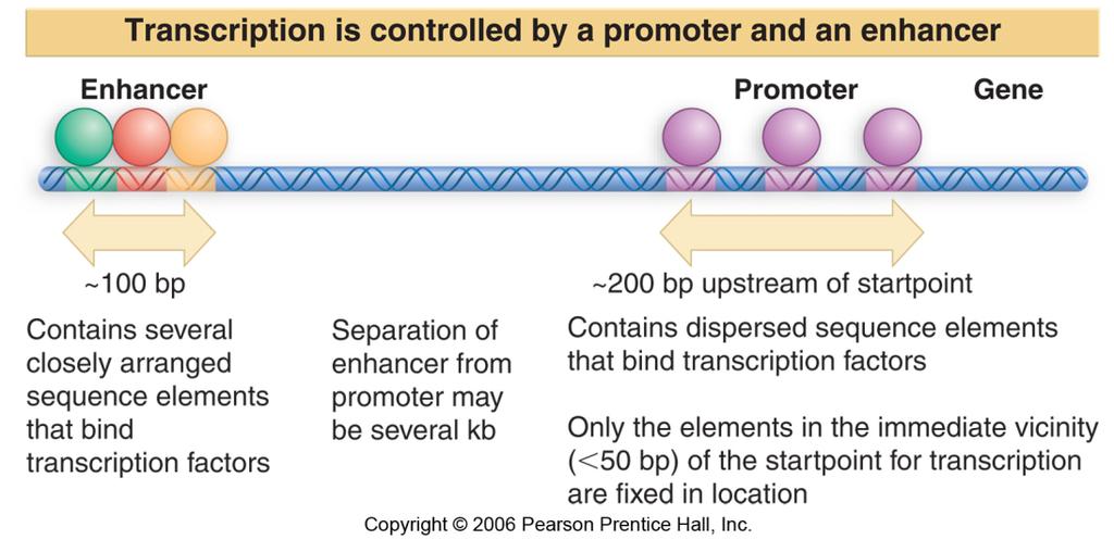 Chapter 24: Promoters and Enhancers A typical gene transcribed by RNA polymerase II has a promoter that usually extends