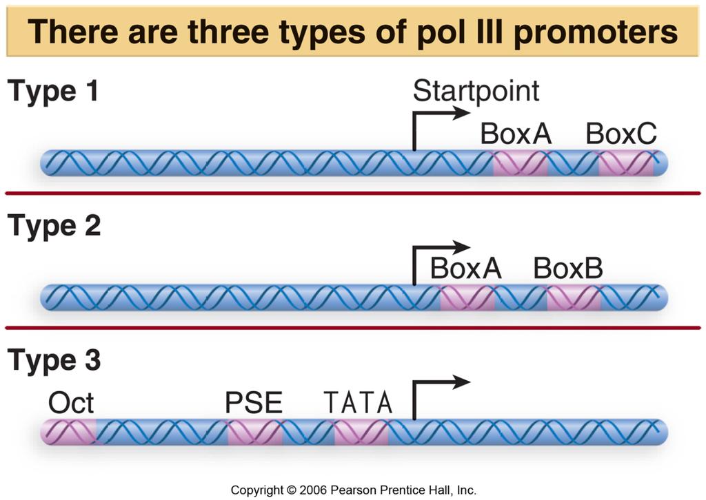 24.5 The Start point for RNA Polymerase II ｷ A basal factor : is a transcription factor
