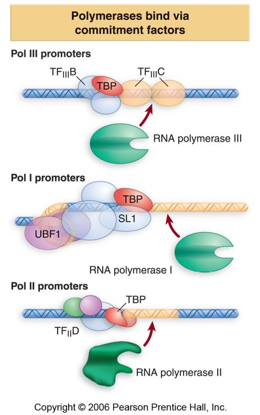 CORE TATA box : is a conserved A T-rich octamer found about 27 bp before the start point of each eukaryotic RNA polymerase II transcription unit; it is involved in positioning the enzyme for correct