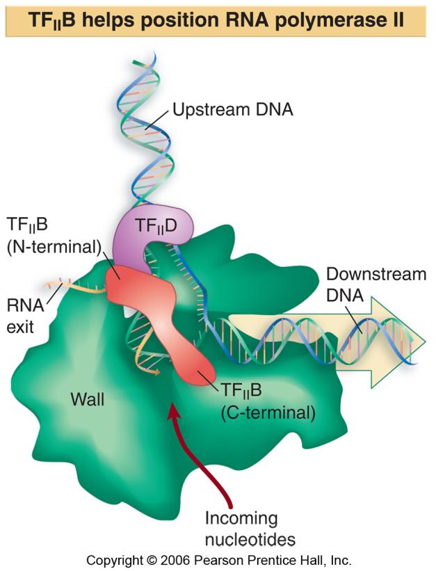 The factor for RNA polymerase II is TF II D, which consists of TBP and 11 TAFs, with a total mass ~800 kd. TBP binds to the TATA box in the minor groove of DNA.