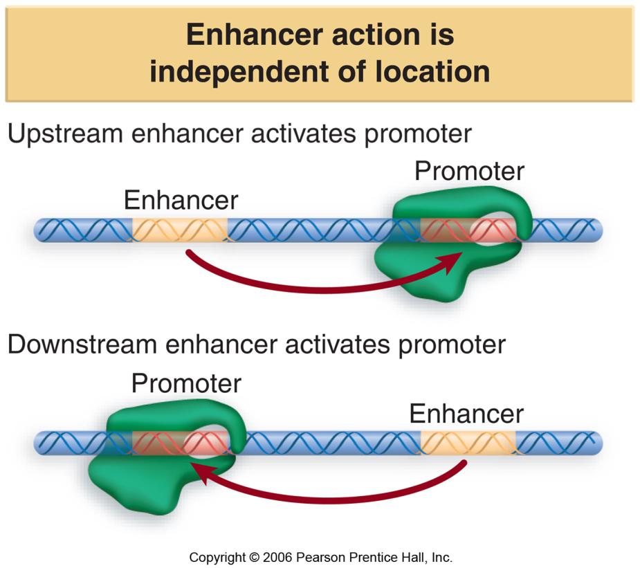 24.11 Enhancers Contain the Same Elements That Are Found at Promoters An enhanceosome is a complex of transcription factors that assembles cooperatively at an