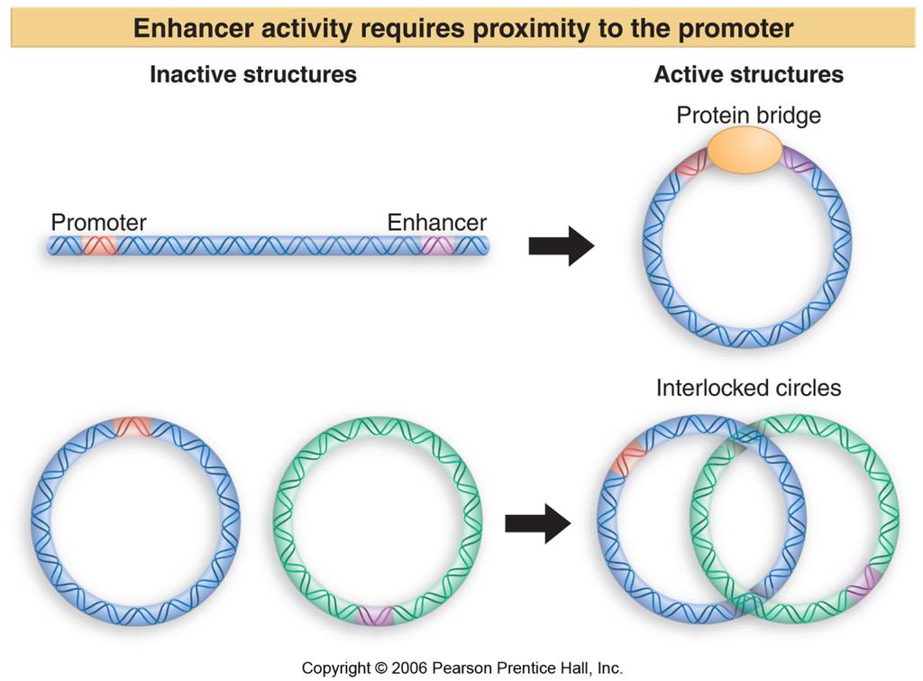 enhancer function to <75% of wild type. Binding sites for proteins are indicated below the sequence.