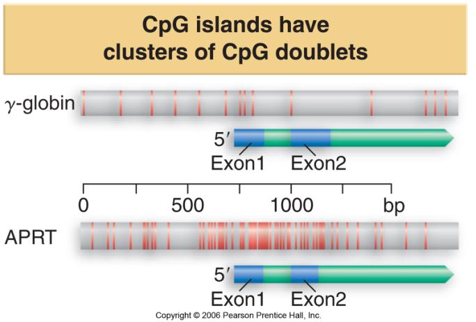 24.13 CpG Islands Are Regulatory Targets A CpG island is a stretch of 1 2 kb in a mammalian genome that is rich in unmethylated CpG doublets.