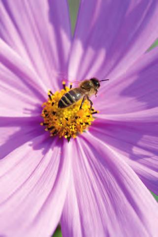 BAYER PROMOTES BEE HEALTH Bayer offers solutions to control Varroa mites and improve bee health all over the world.