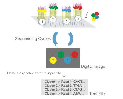 Step 3 of 4 Illumina Sequencing reagents, including fluuorescently labeled nucleotides, are added and the first base is incorporated.