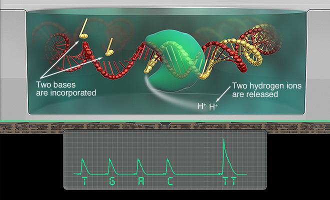amplification occurs inside microreactors Break microreactors and enrich for DNA-positive beads