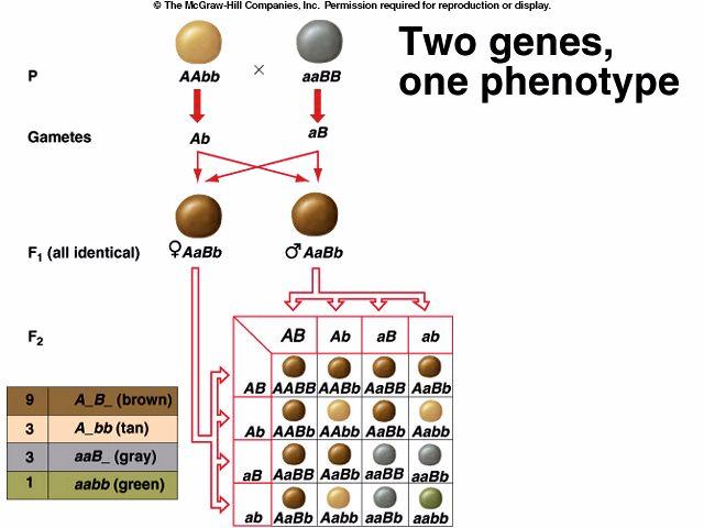 (Additive Gene Action) You can tell this genotype is caused by more than one gene :