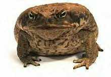 Cane Toad (Bufo marinus) The cane toad, Bufo marinus, was introduced to Australia by the sugar cane industry to control two pests of sugar cane, the grey backed cane beetle and the frenchie beetle.
