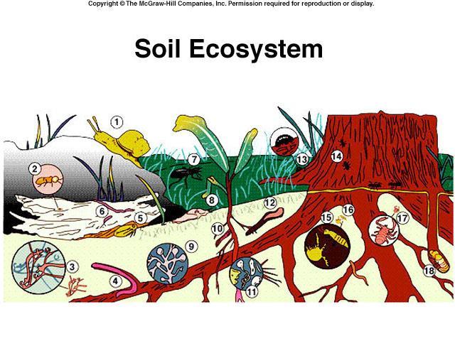 Soil Biodiversity Intercropping Cultivating two or more crops in the same space at the same time Crop demands