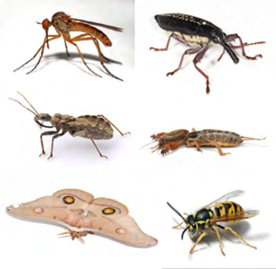 Insect Biodiversity A single square mile of rainforest