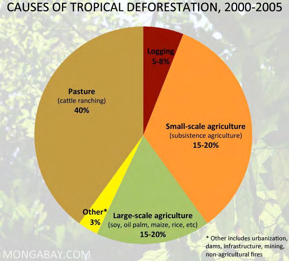 Causes of Rainforest