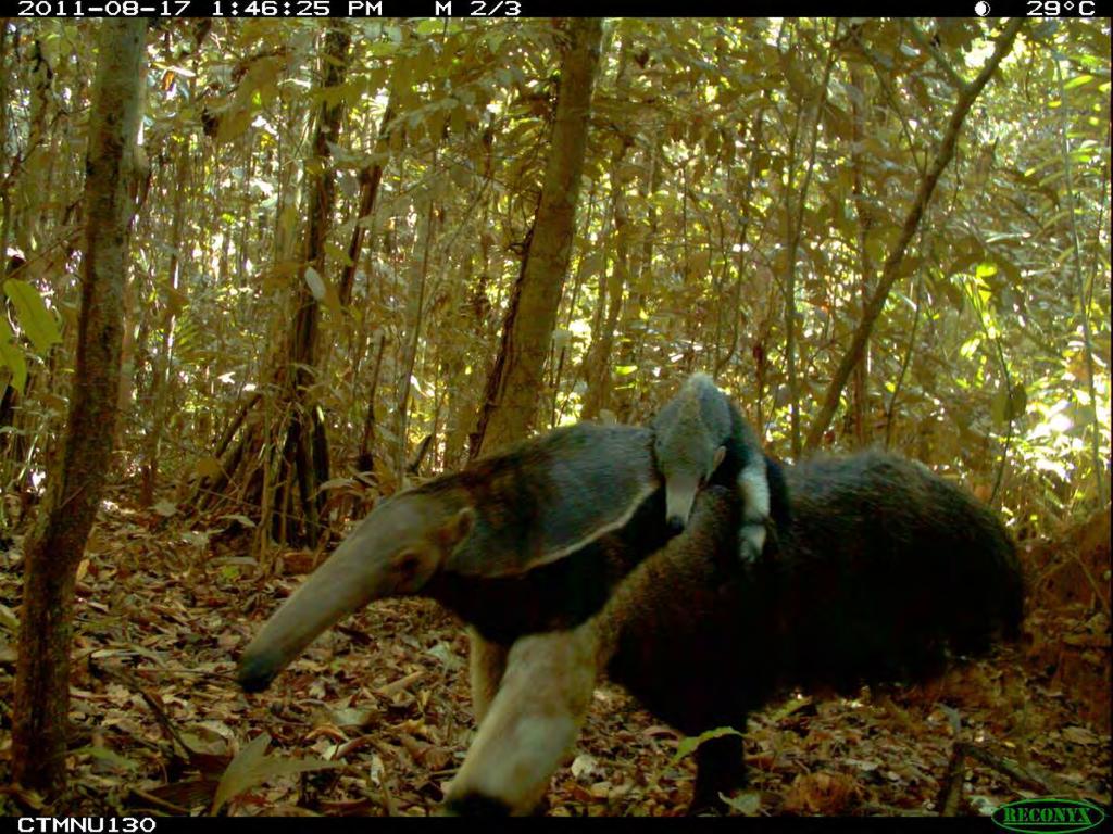 Camera Traps Smithsonian Project,