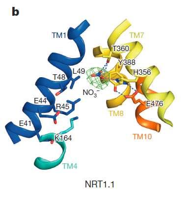 Nitrate binding to a 12 Transmembrane-Helices