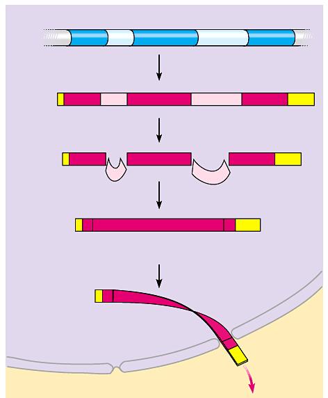 Eukaryotic RNA is processed before leaving the nucleus Noncoding segments, introns, are spliced out DNA Cap RNA transcript with cap and tail Exon Intron Exon Intron Exon