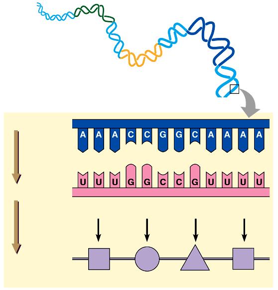 Gene 1 Gene 3 DNA molecule Gene 2 DNA strand