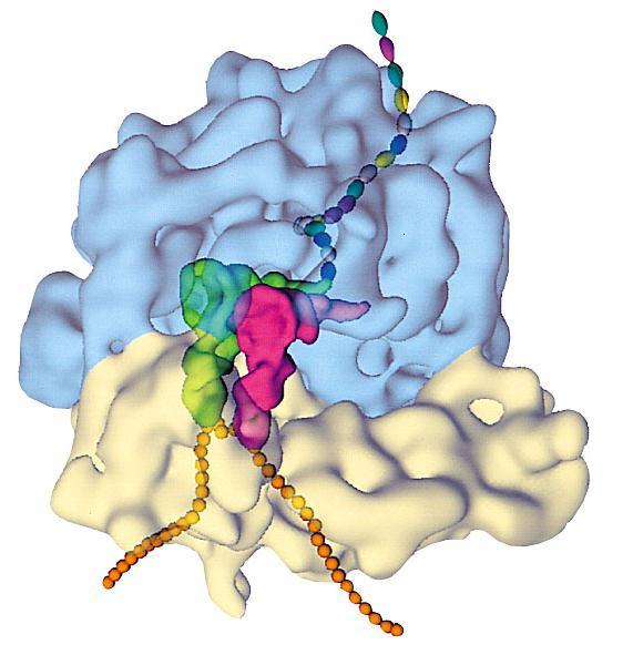 Ribosomes build polypeptides trna