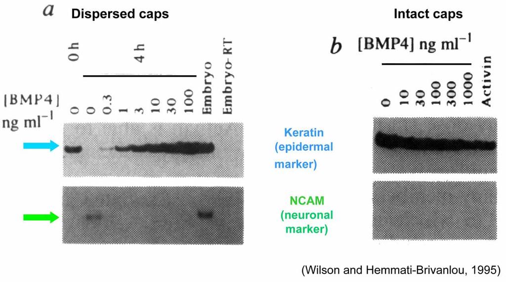 Models for Neural Induction + Epidermal BMP-4 (Secreted by al Cells) Inhibits Neuronal Fate and Promotes