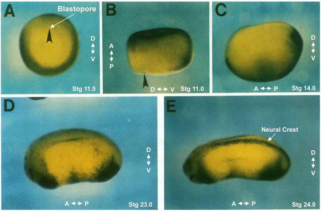 Tissue Dissociation dilutes BMP-4 activity Model 2: (Wilson and Hemmati-Brivanlou, 1995) Model 3: +BMP-4