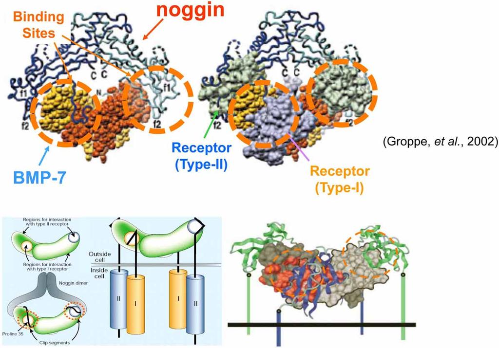 Structure of Noggin-BMP complex Molecular Mechanism of Neuralization 31 32 TGF-β proteins signal through heterodimeric receptors and Smad transcription factors Current View 33 34