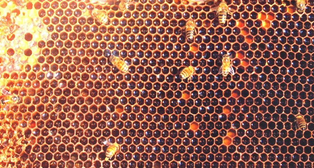 Nectar, honey, pollen mix