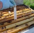 Treatments for reducing Varroa